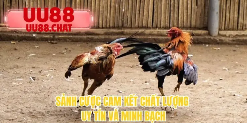 Sảnh cược cam kết chất lượng uy tín và minh bạch